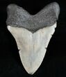 Big Megalodon Tooth - North Carolina #11934-2